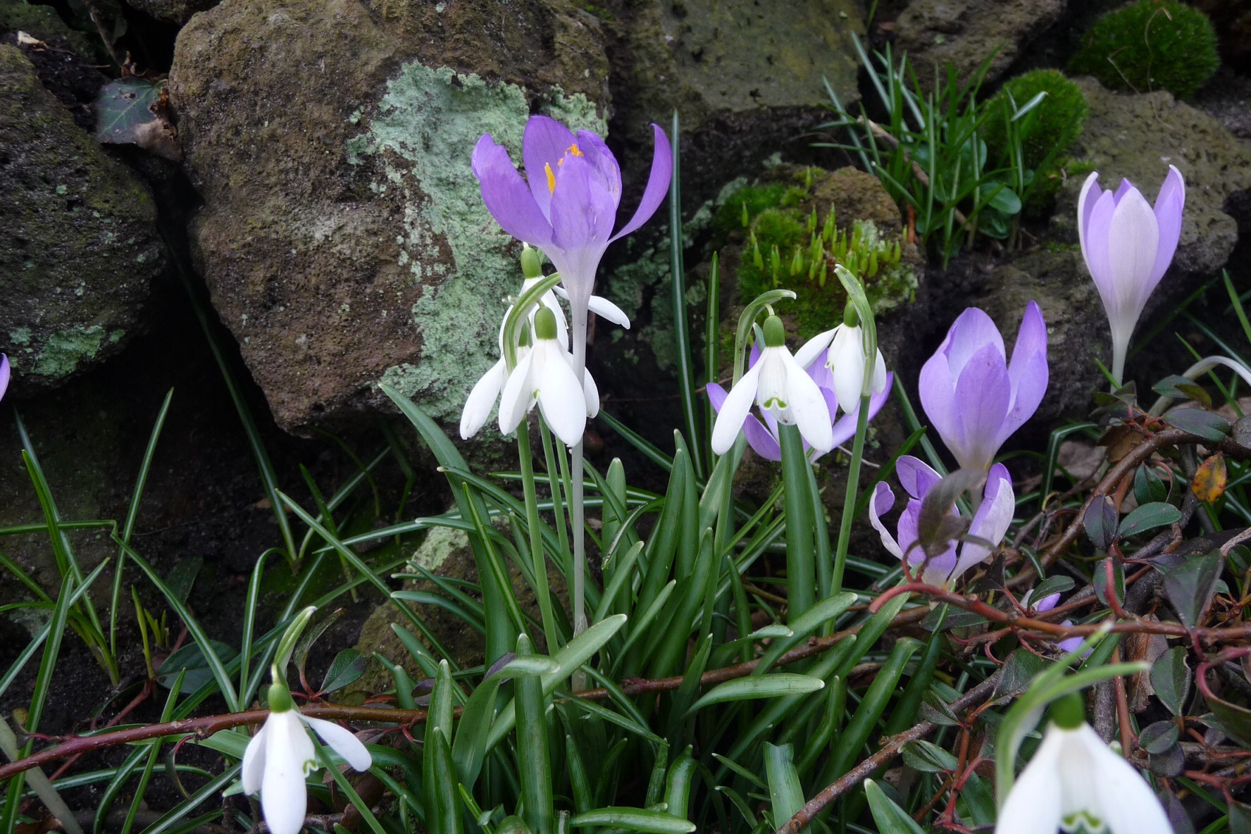 Krokus en sneeuwklok
