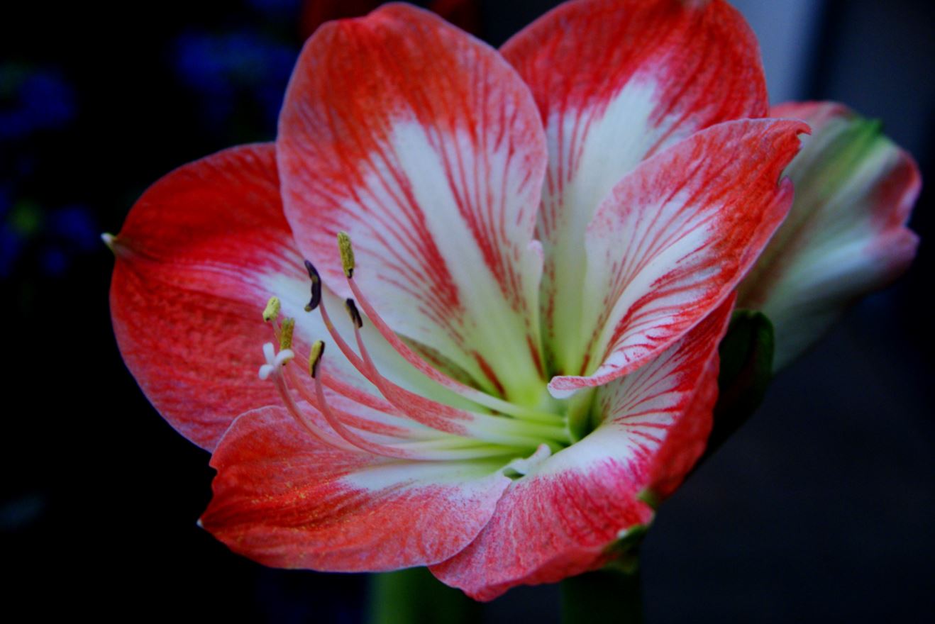 amaryllis