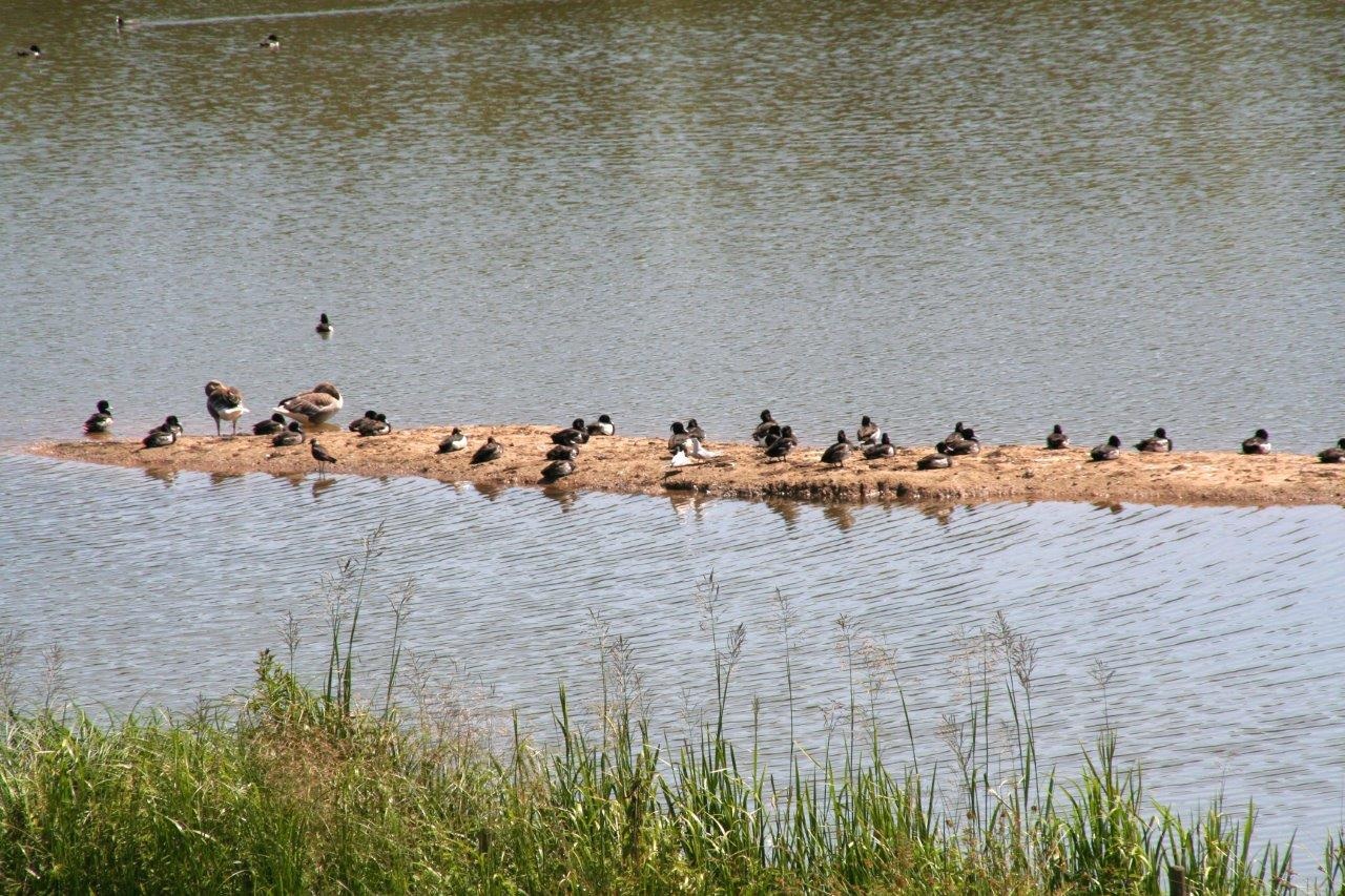 Veel watervogels 2