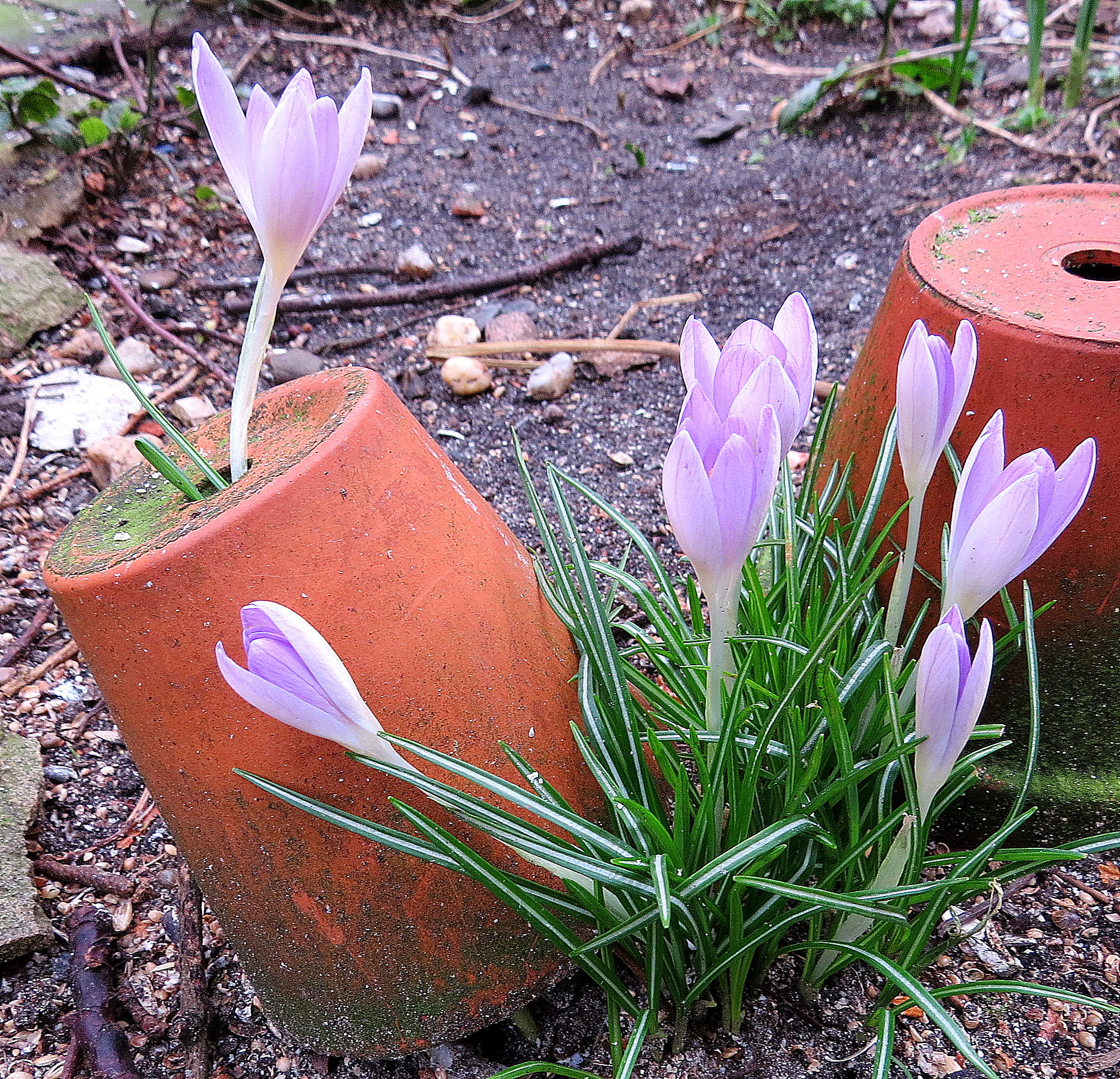De lente is niet meer te stoppen