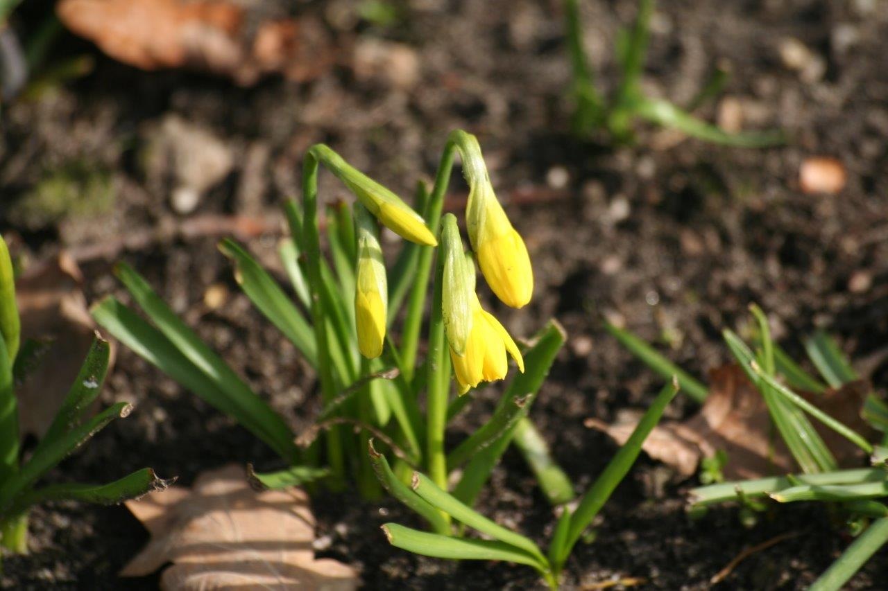Narcissen 2