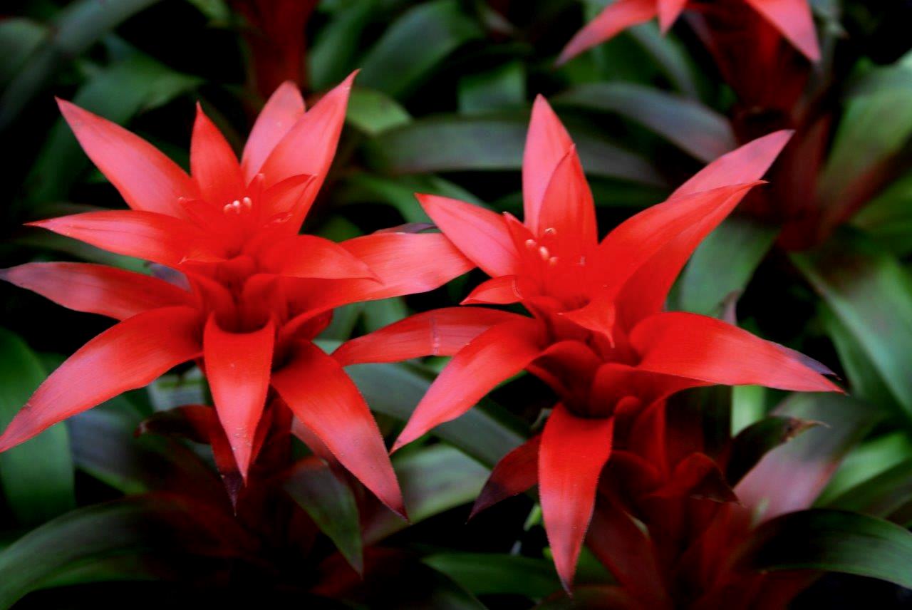 bromelia