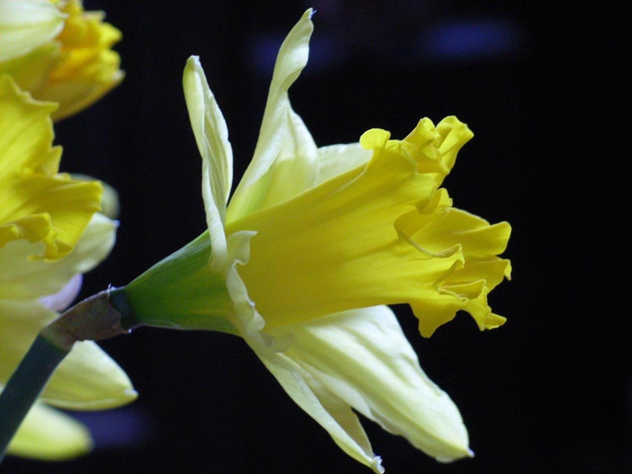 Narcis