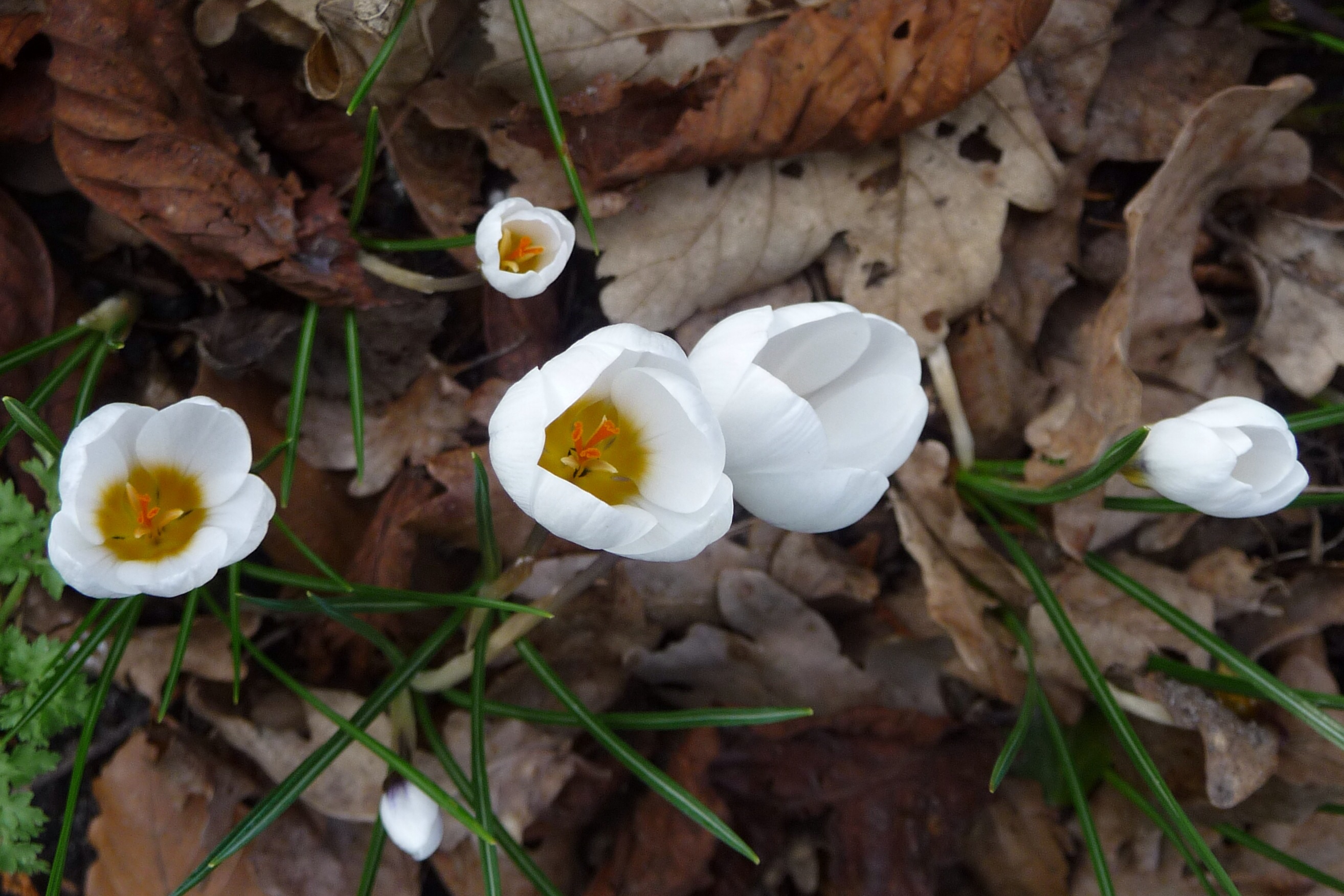 Witte krokus 2