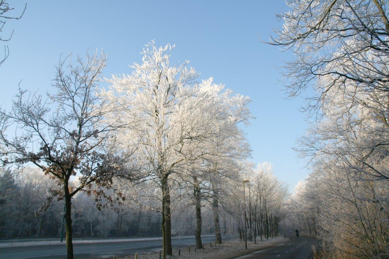 Rijp op bomen 2