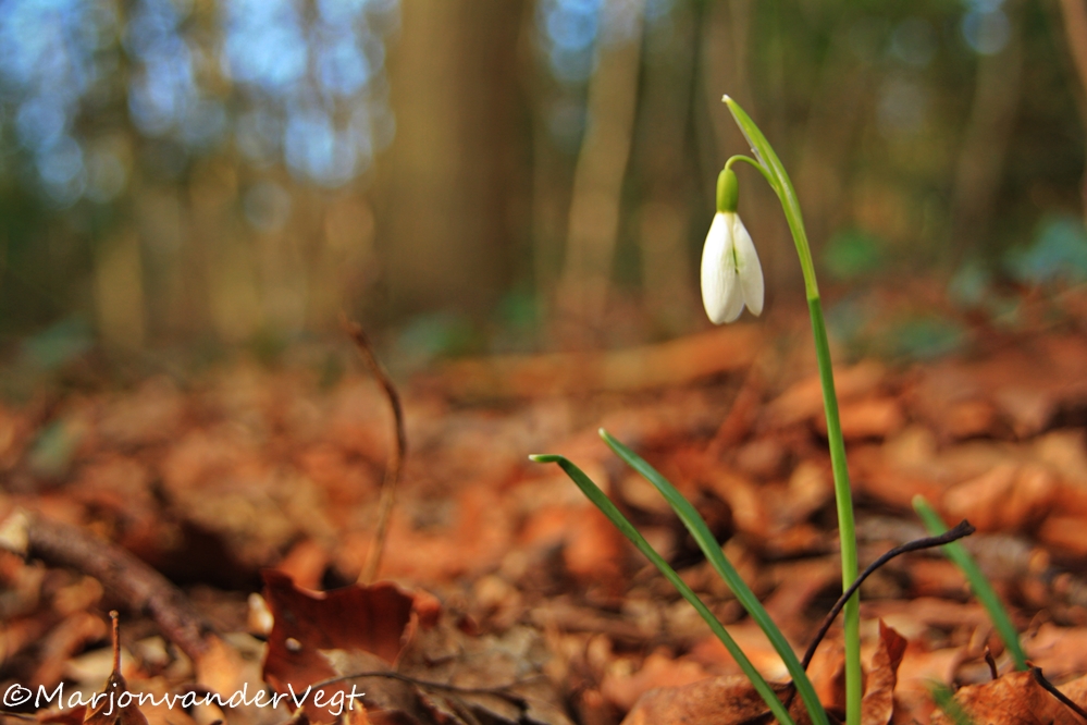 Eenzaam maar niet alleen