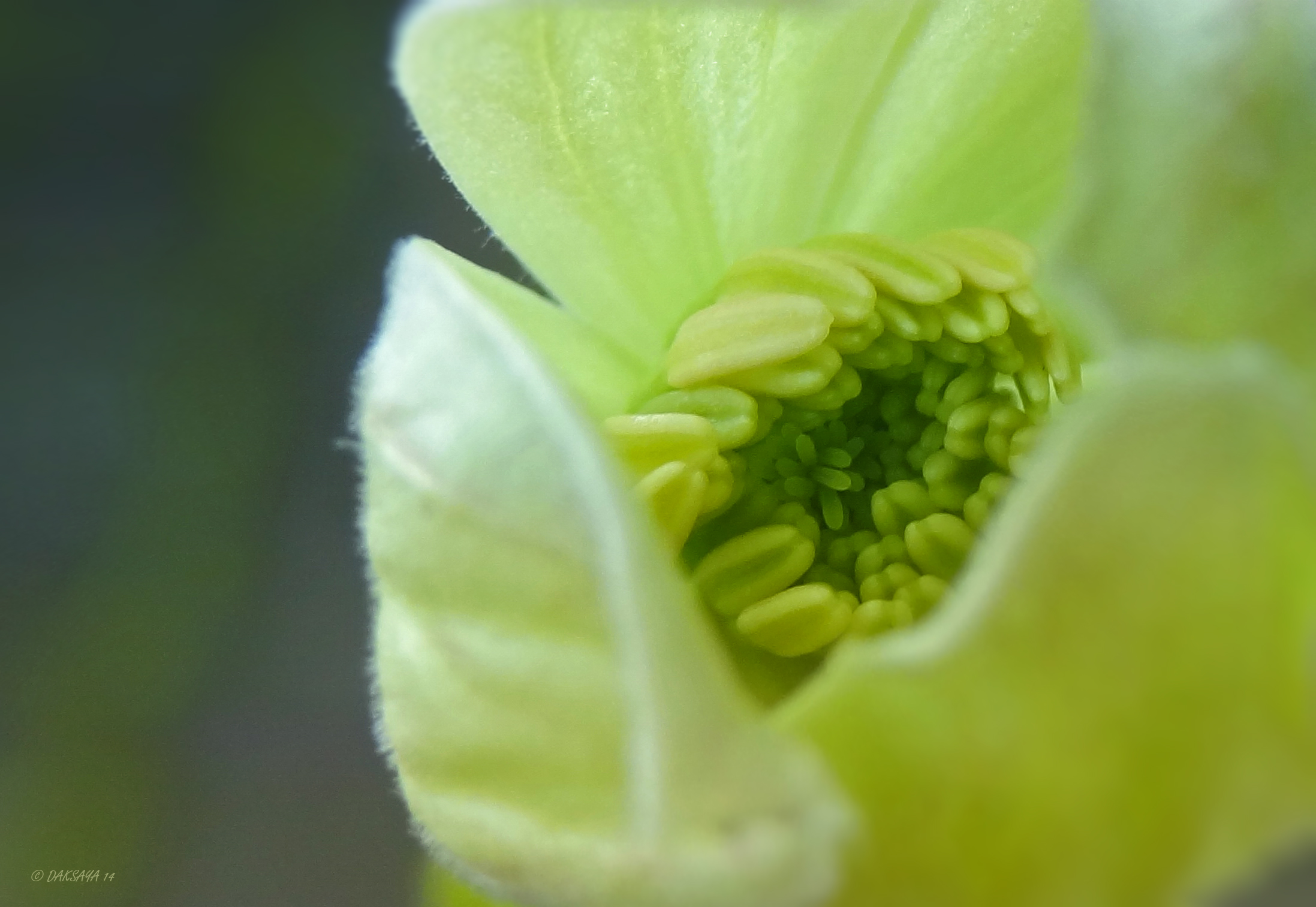 Clematis