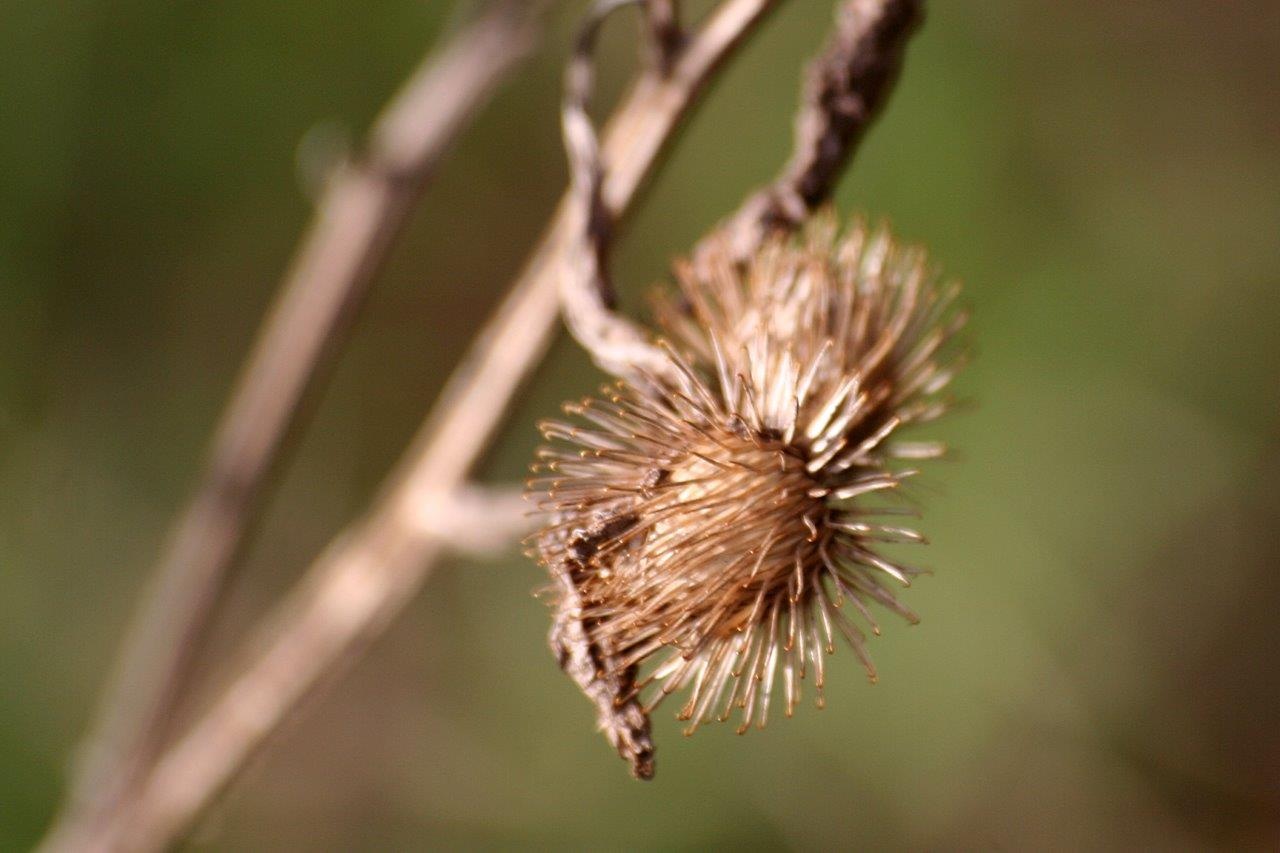 Oude distel knoppen 2