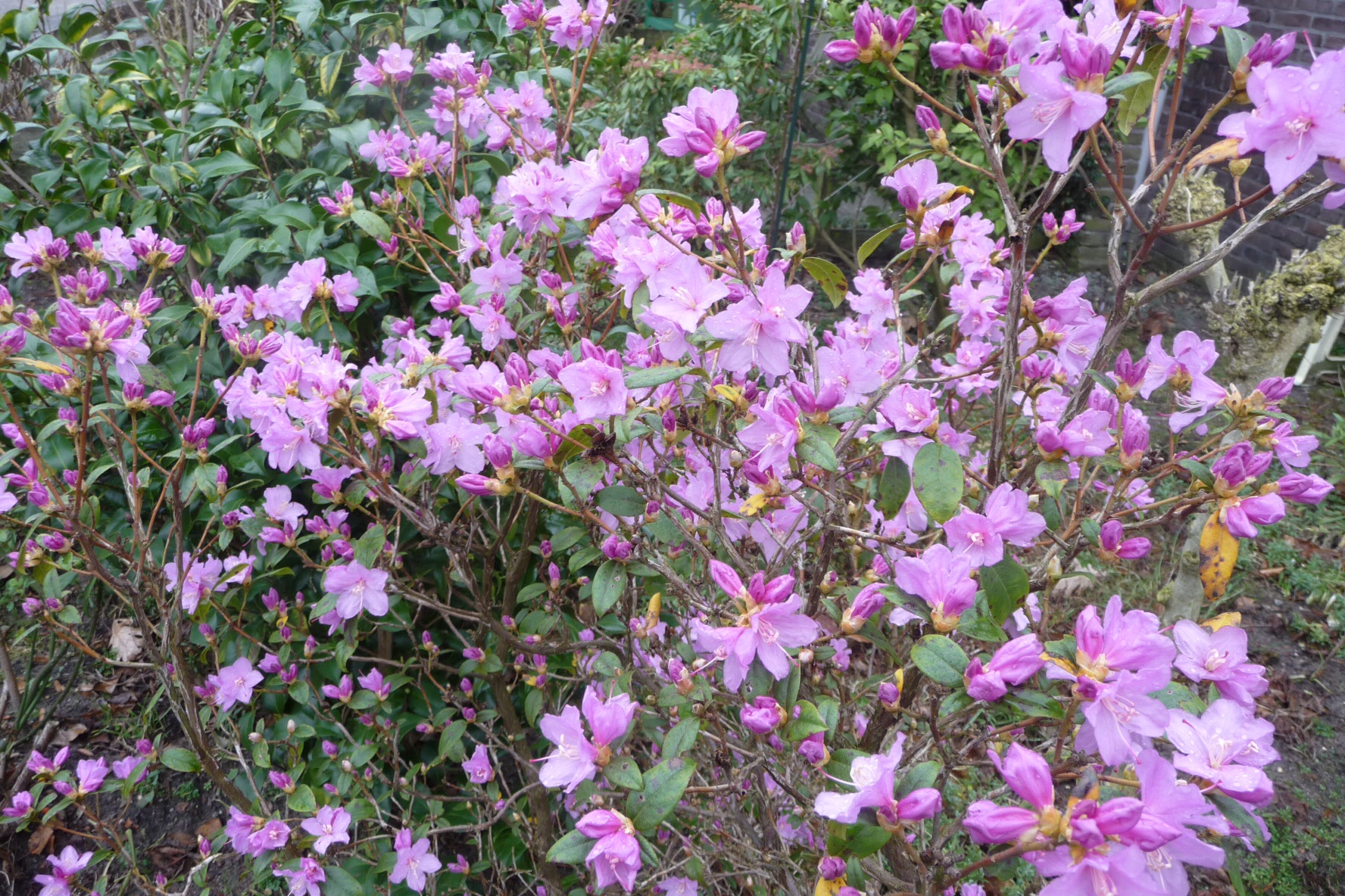 Azalea