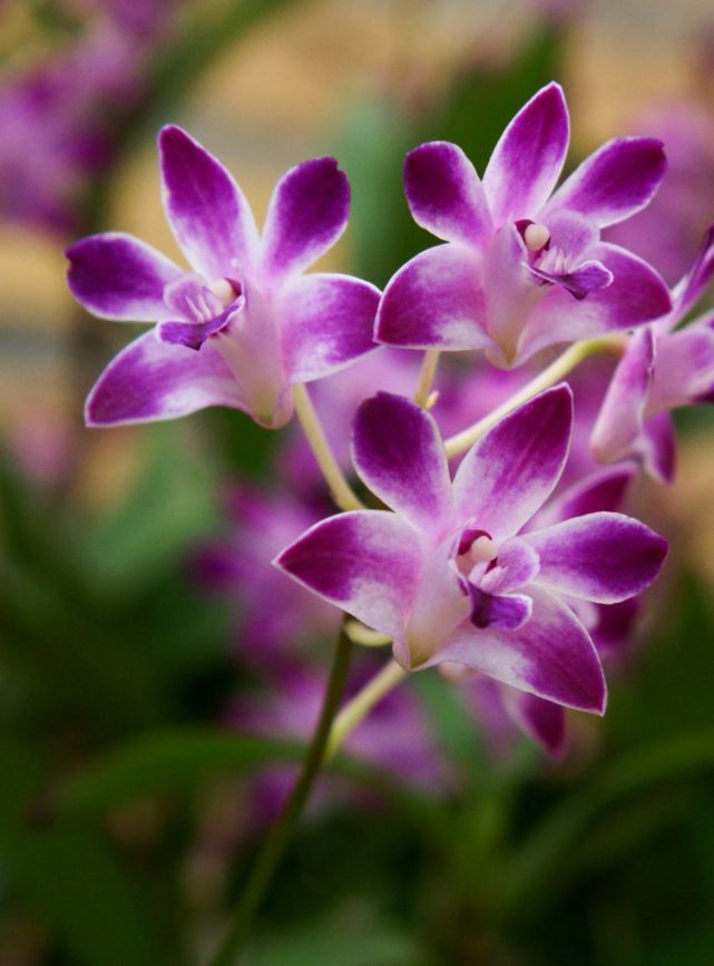 kleine orchidee