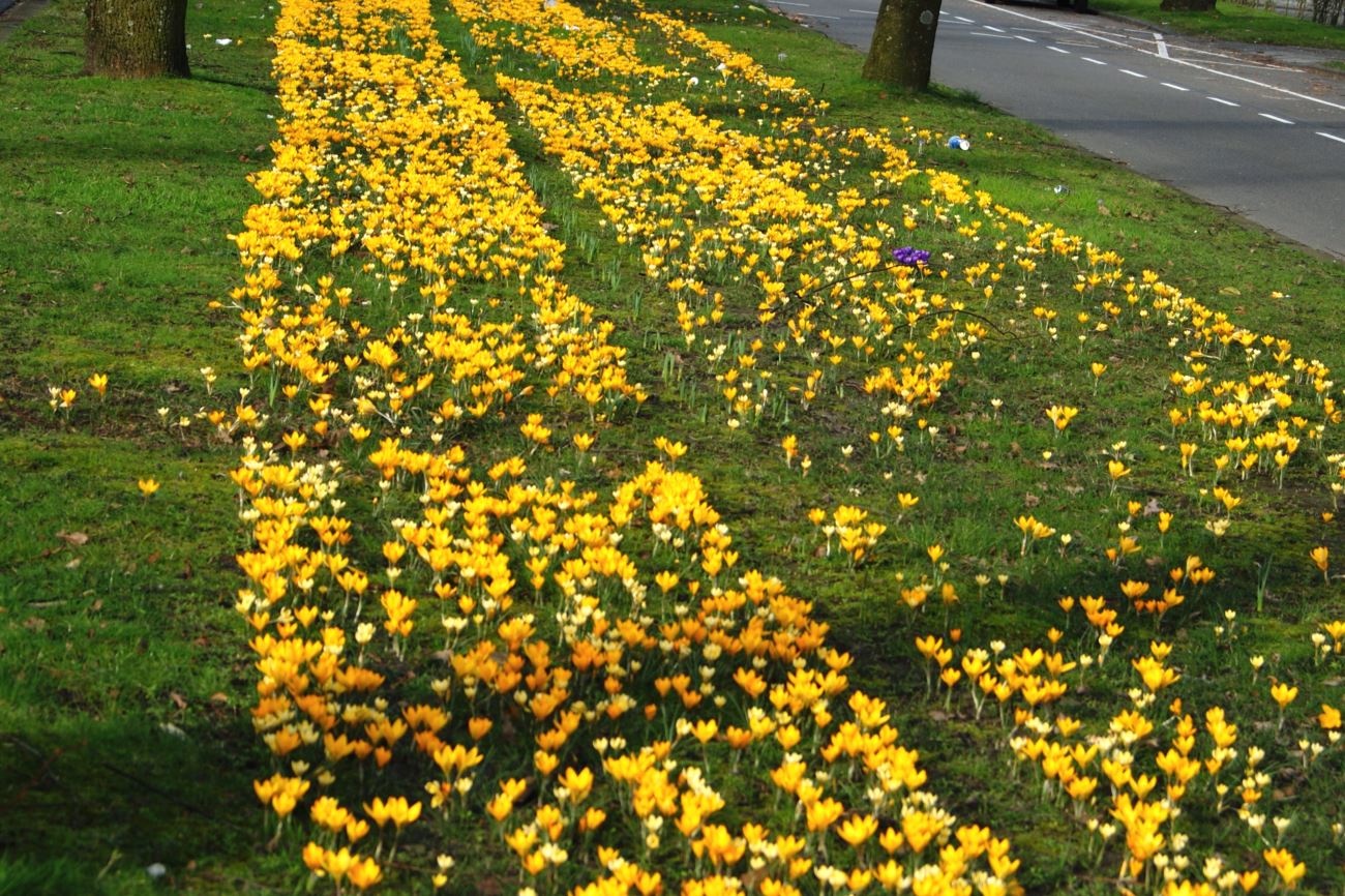 gele krokussen