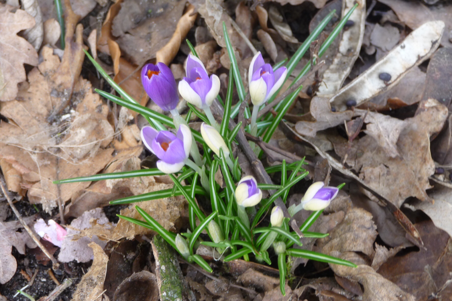 Krokus 2