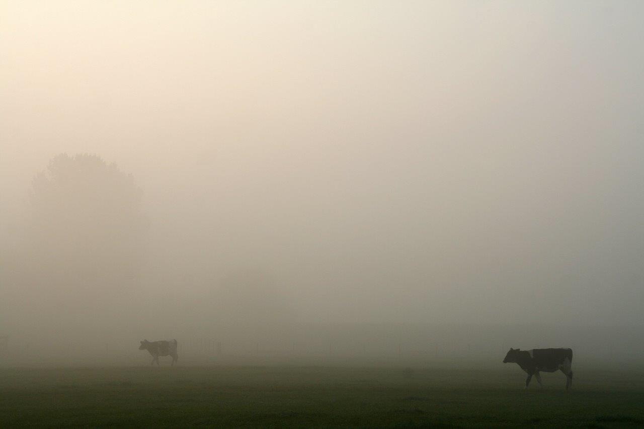 Koeien in de mist