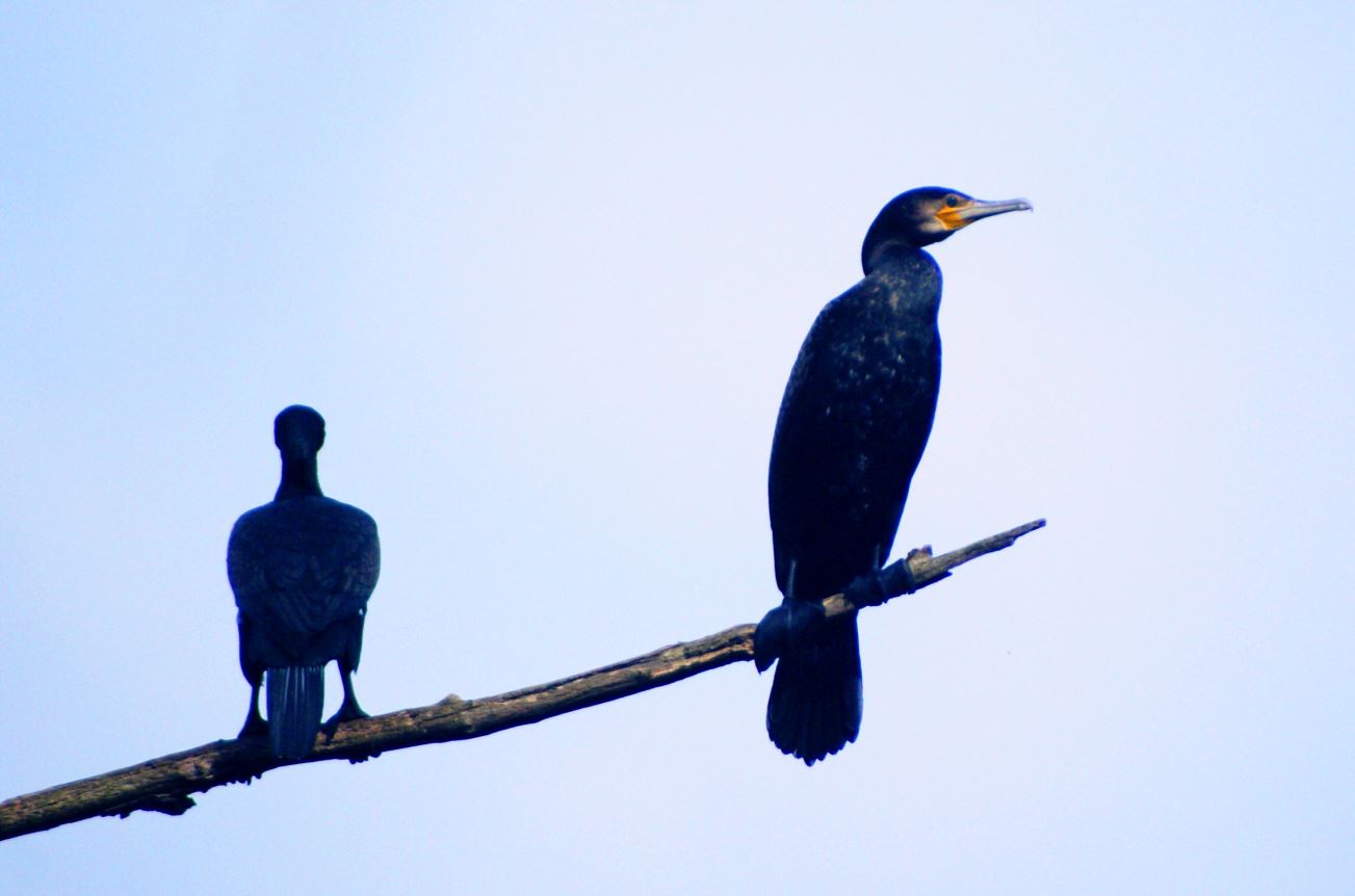 aalscholvers in boom