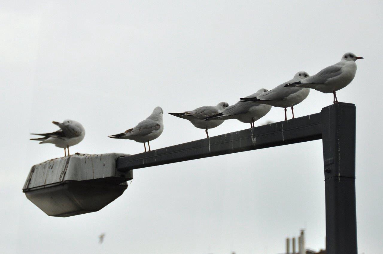 Meeuwen op hoogte