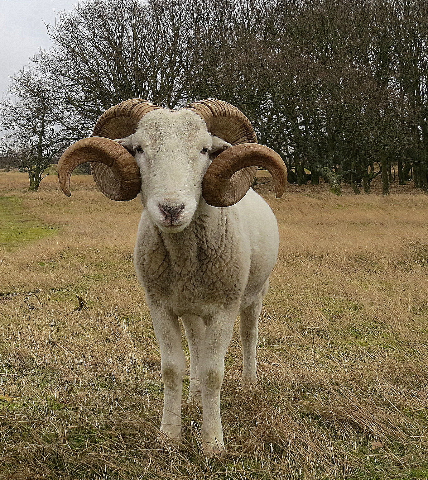 Klein lijfje, grote horens