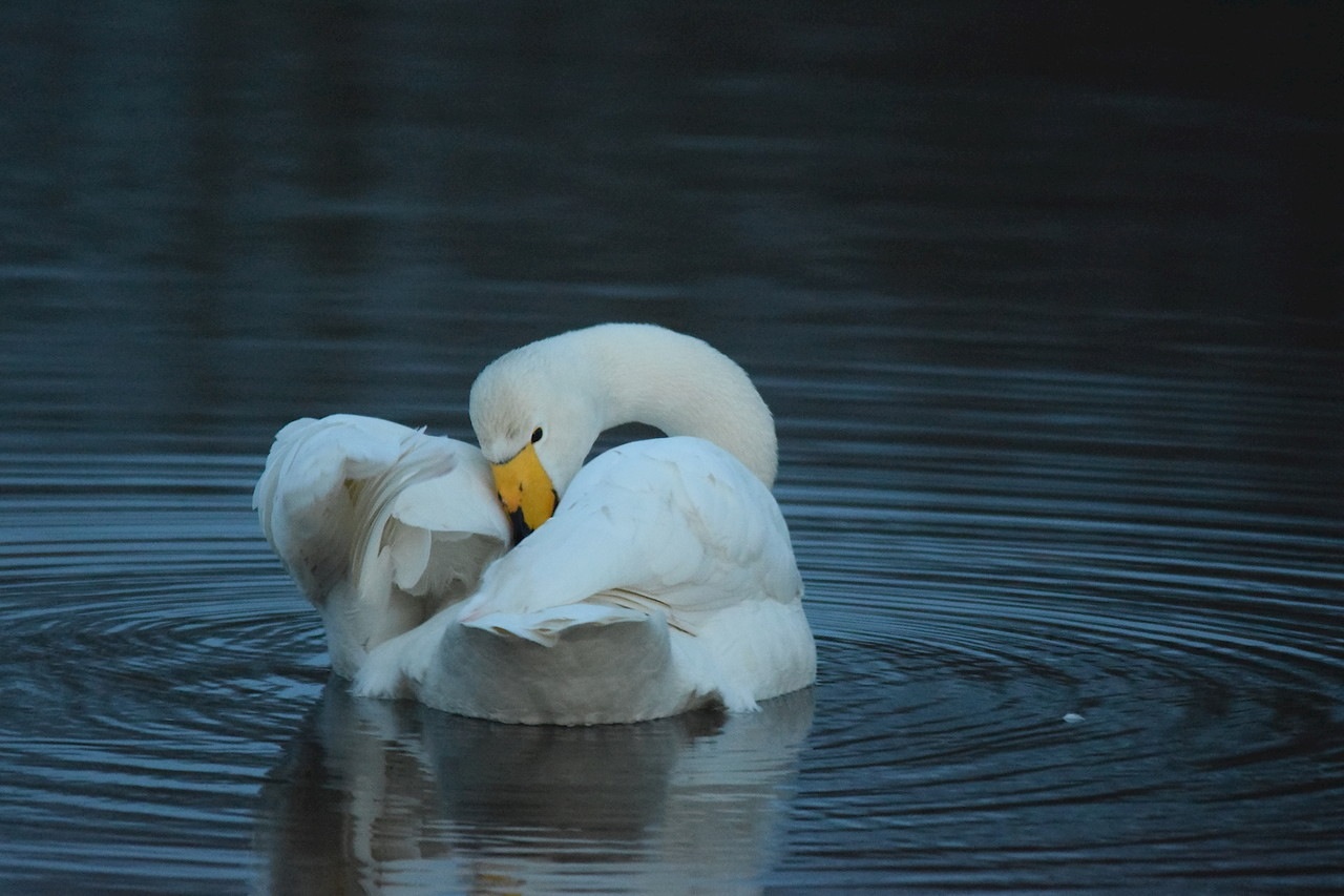 Wilde zwaan