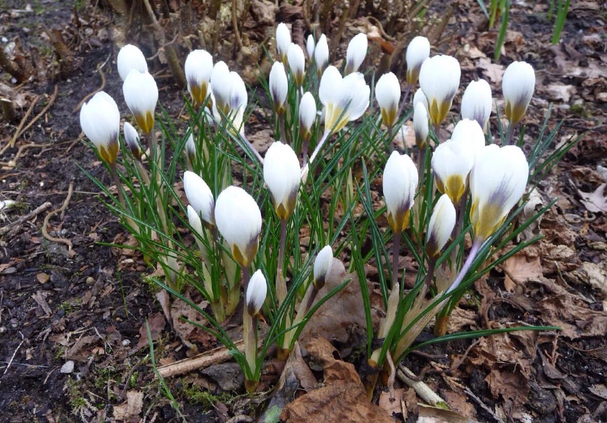 Witte krokus 3