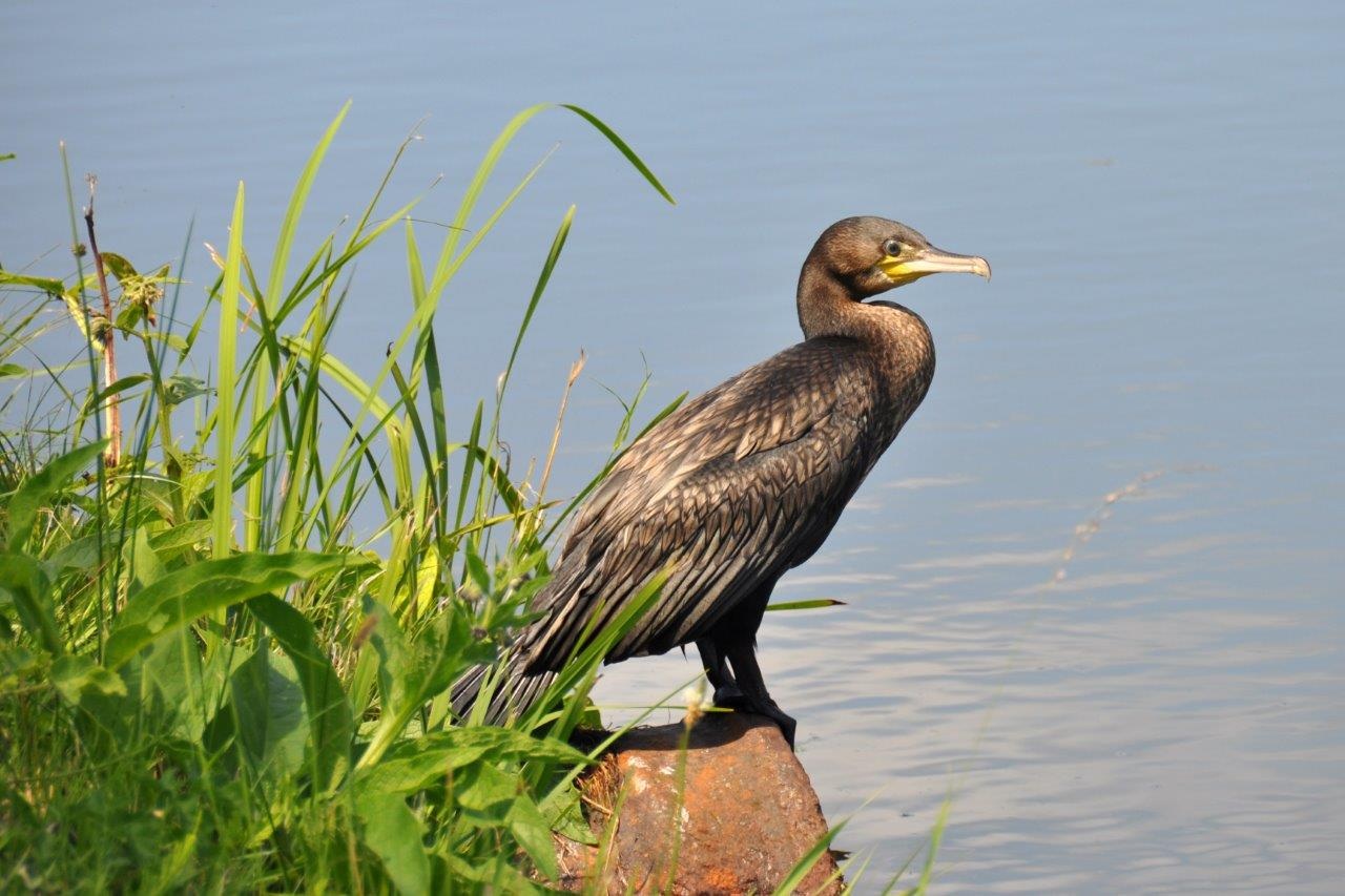 Aalscholver
