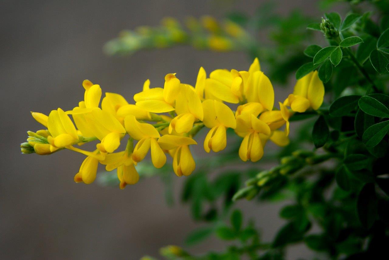 gele bloempjes