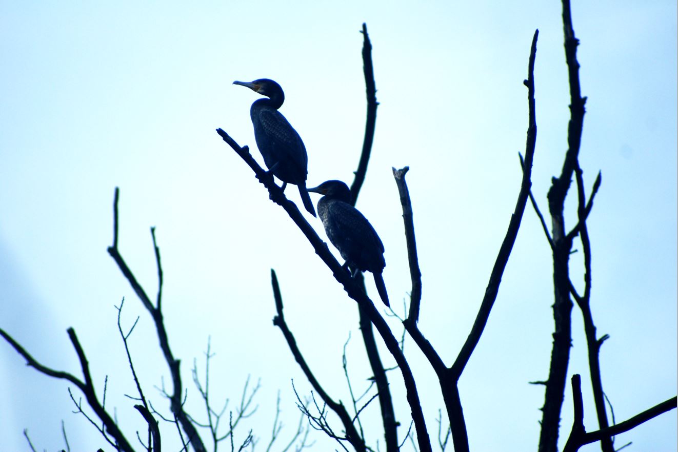aalscholvers in boom