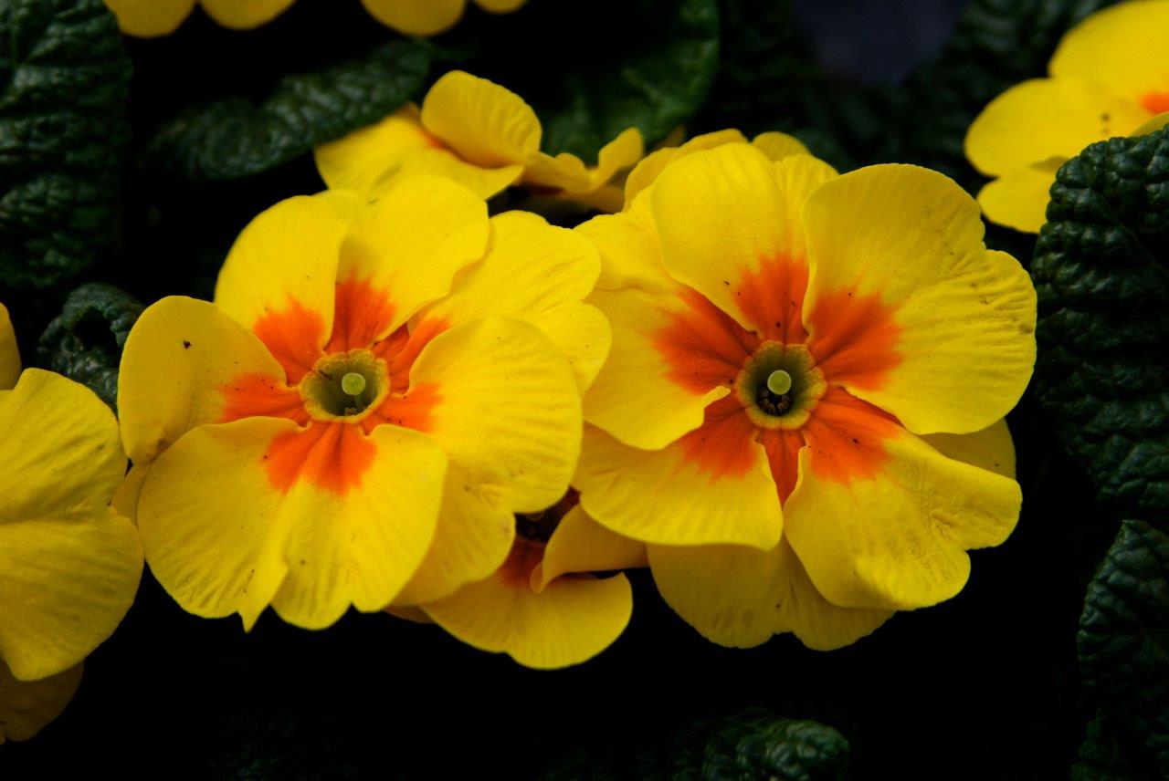 Primula