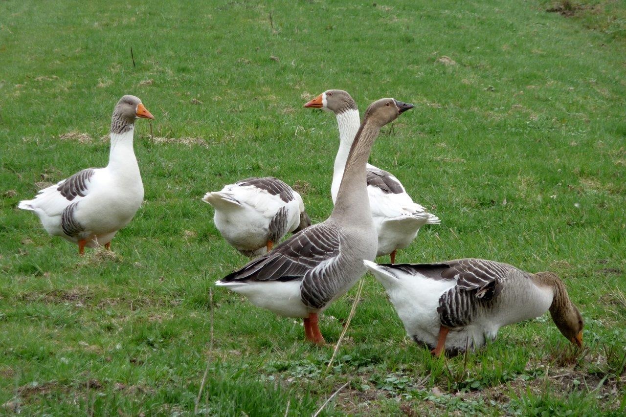 Familie gans