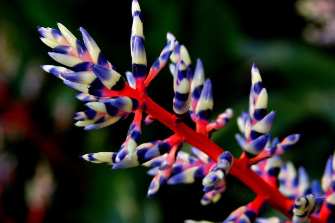bloem bromelia