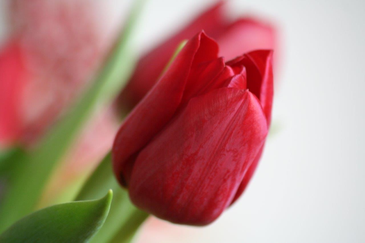 Tulp 2