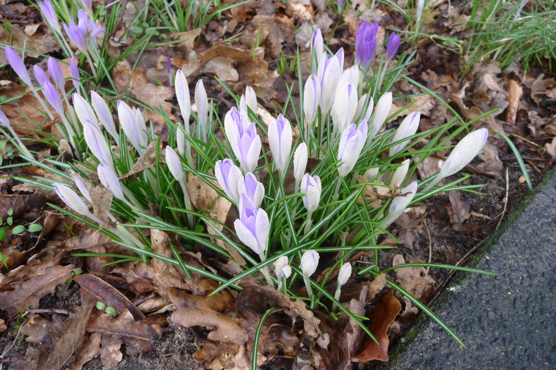 Punt krokus