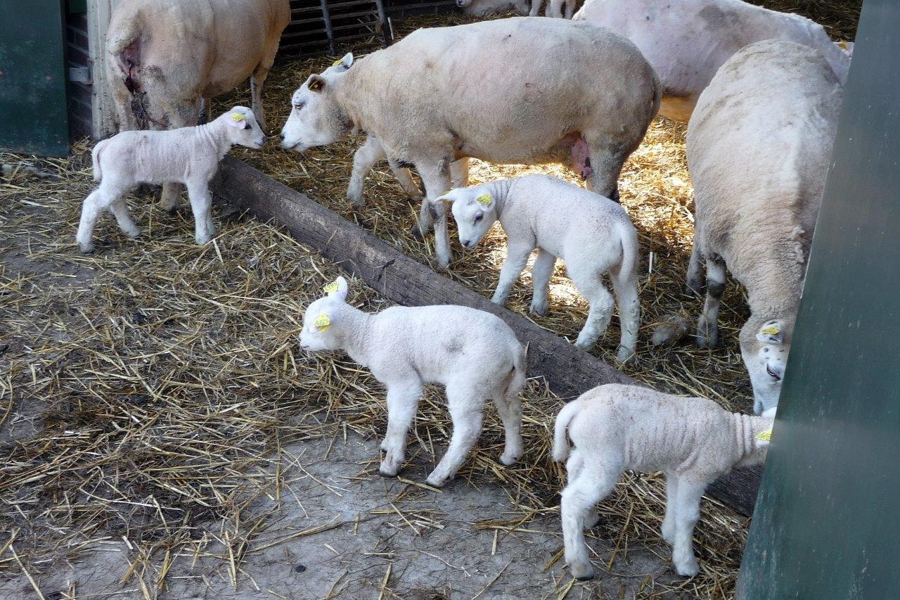Lammetjes
