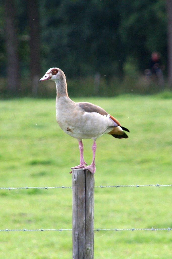 Nijlgans