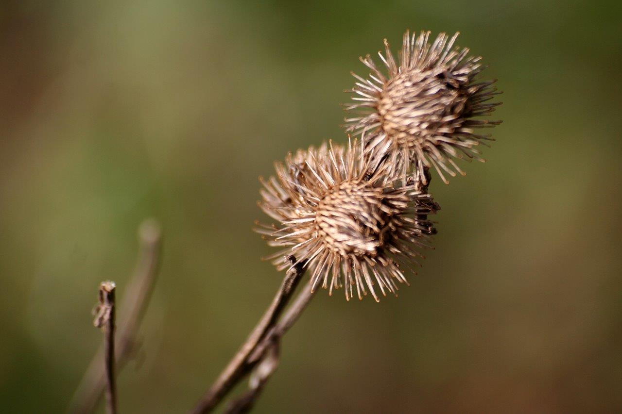 Oude distel knop 3