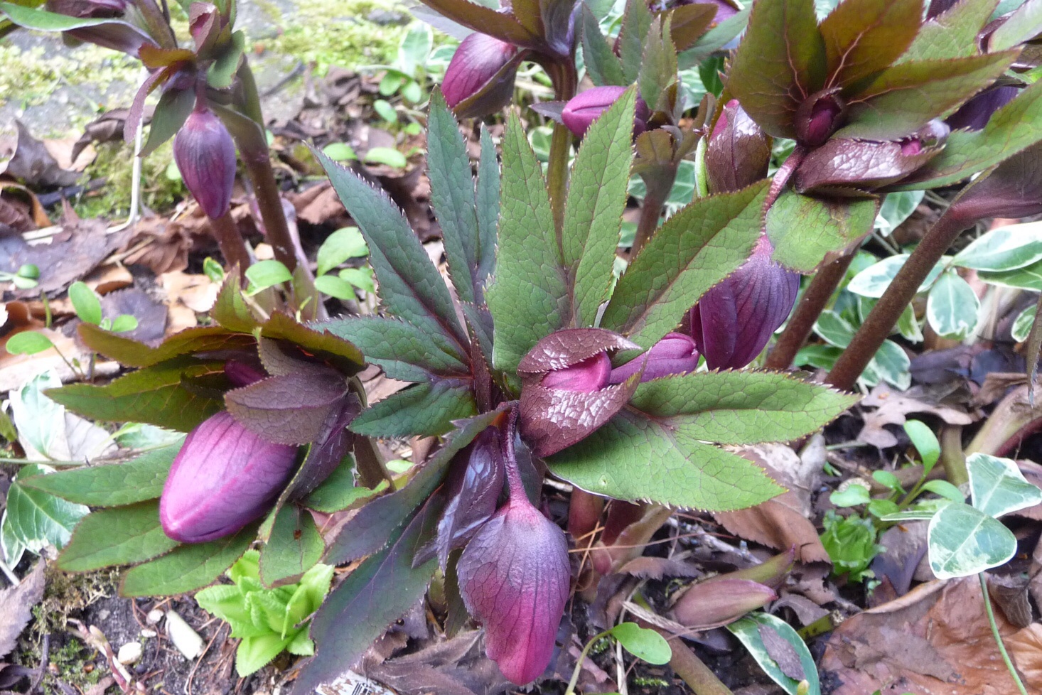 Helleborus rood