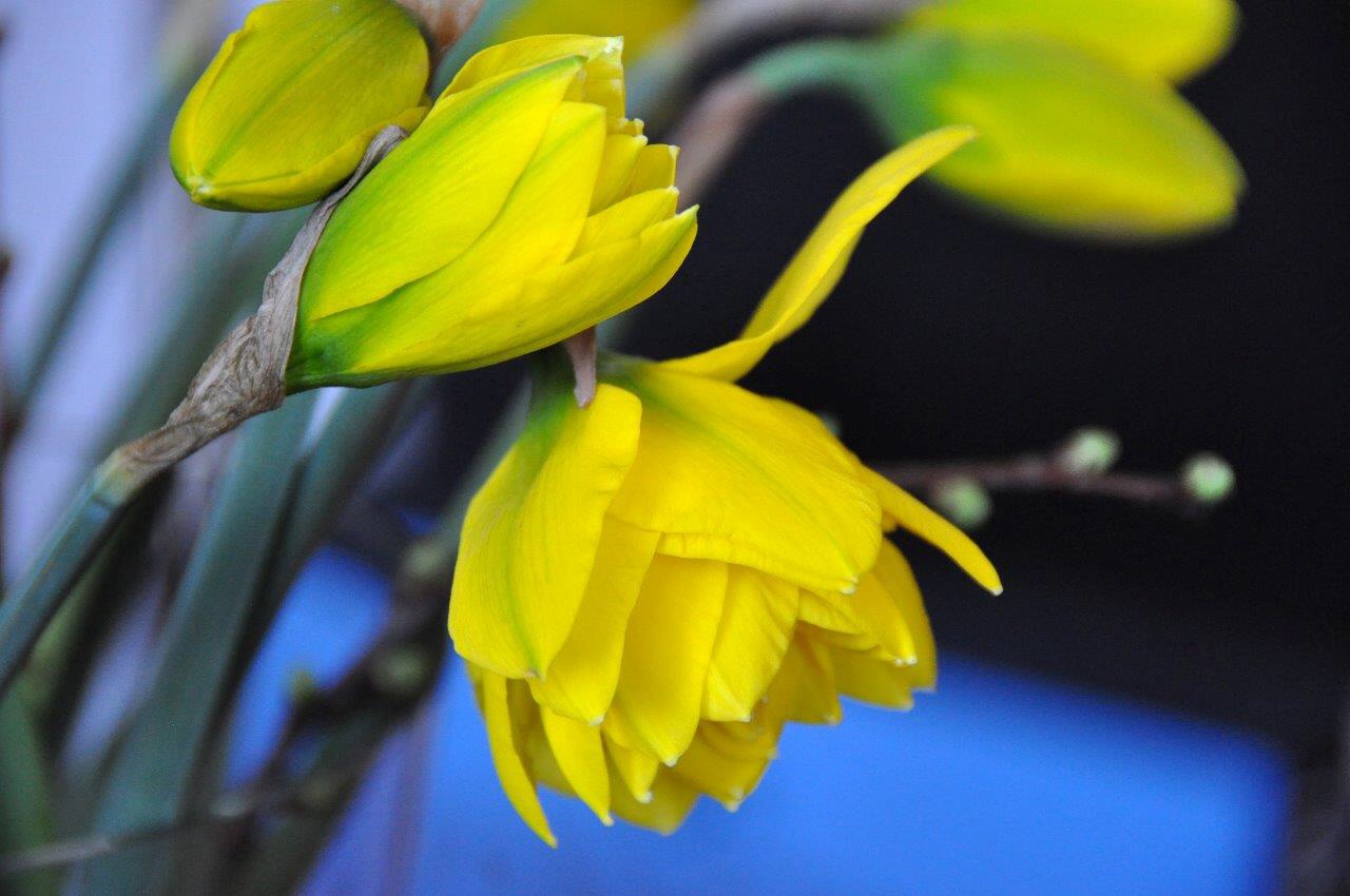 Narcissen