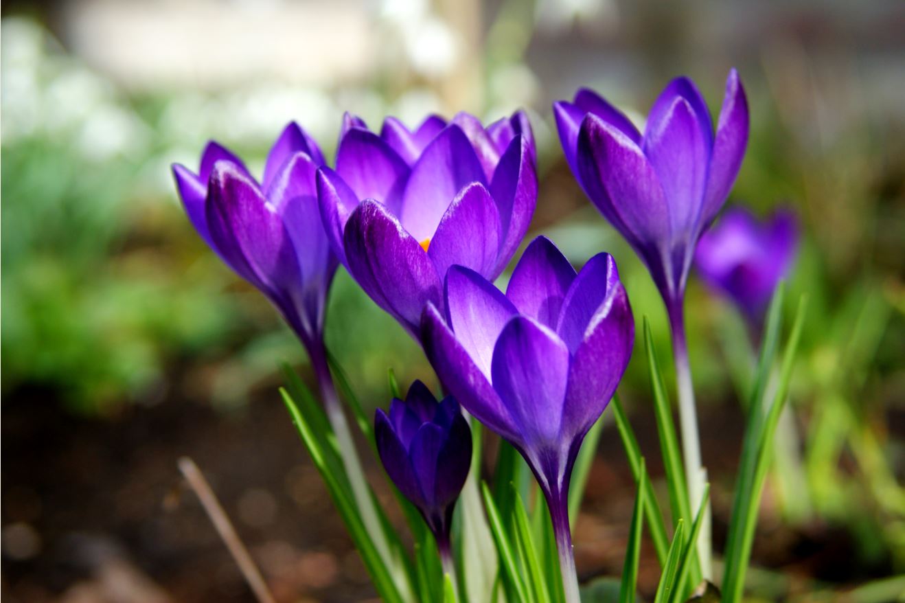 paarse krokussen
