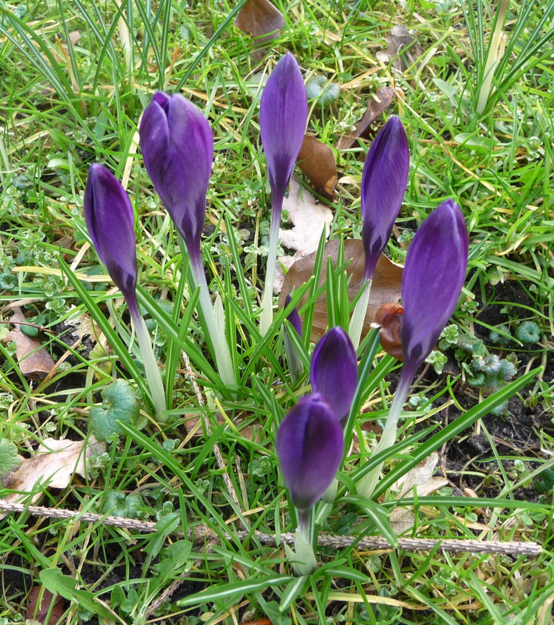 Paarse krokus