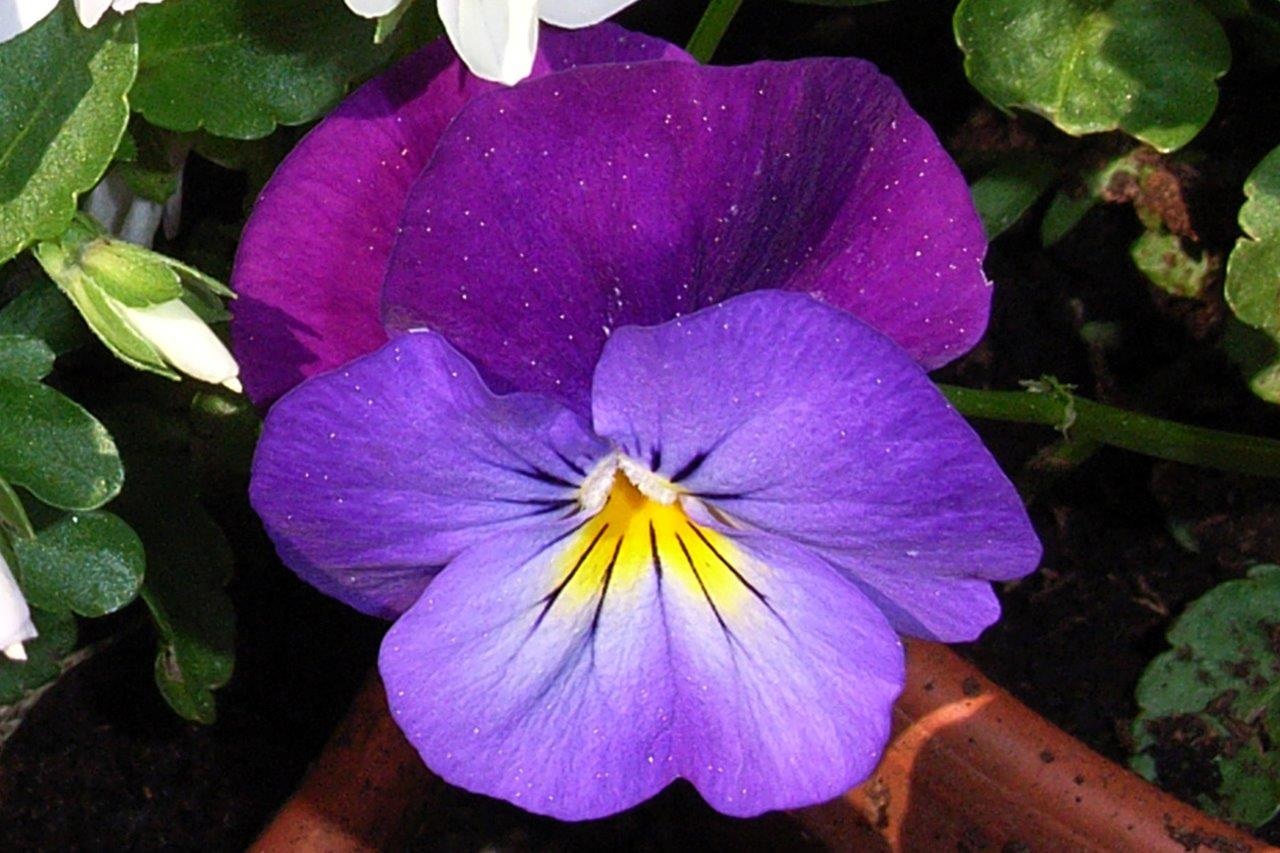 Viooltje