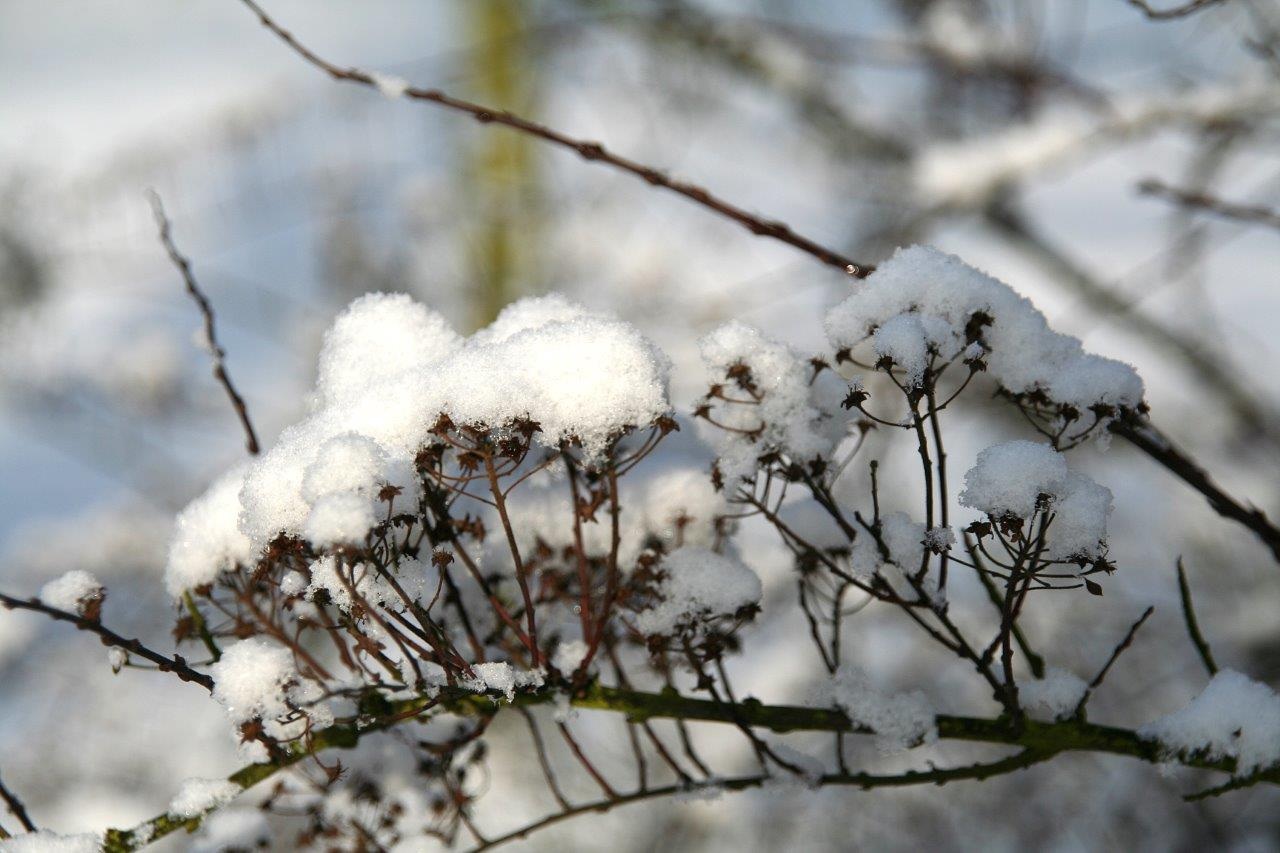 Sneeuwhoed