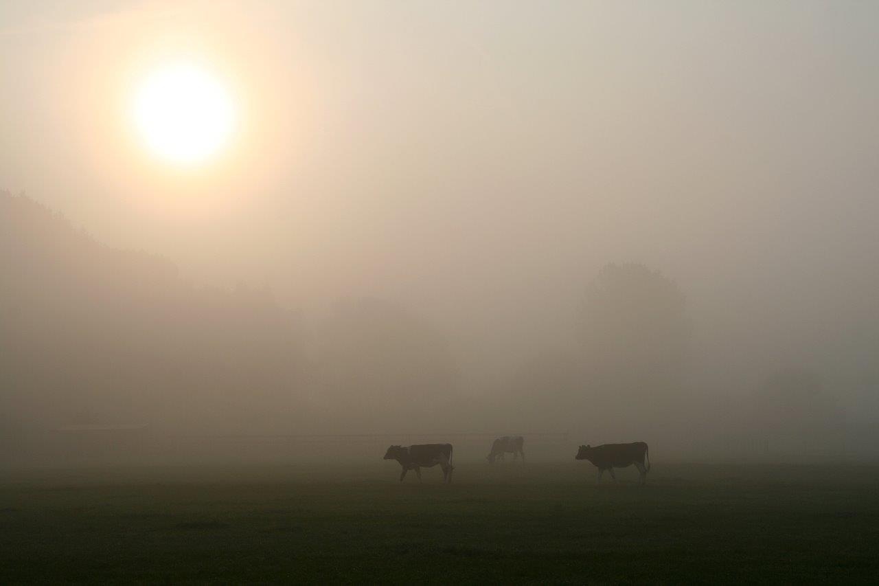 Koeien in de mist 2