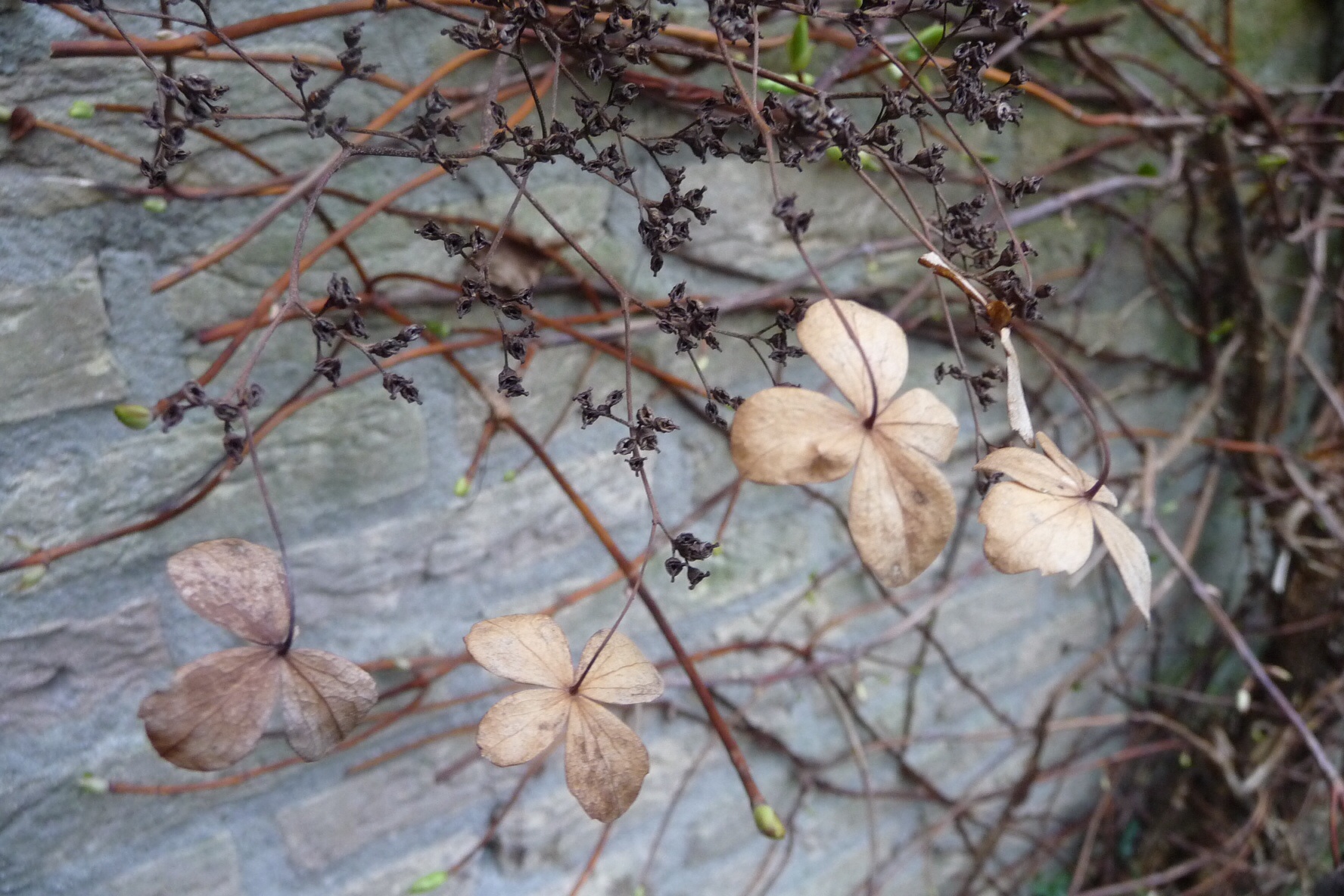 Oud blad