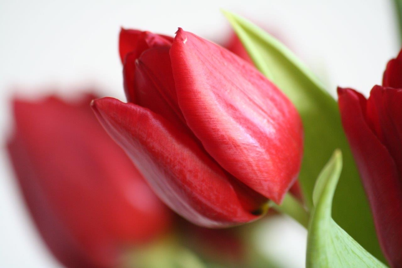 Tulp