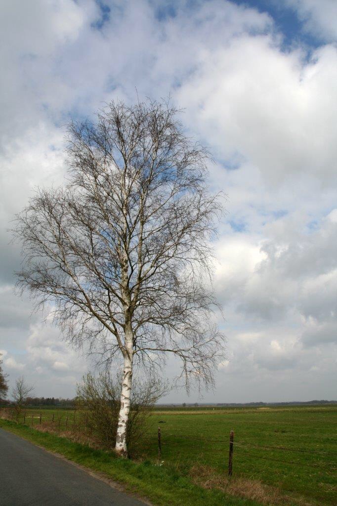 Berk