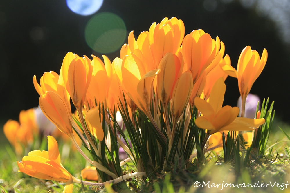 En ze ruiken zo heerlijk :D