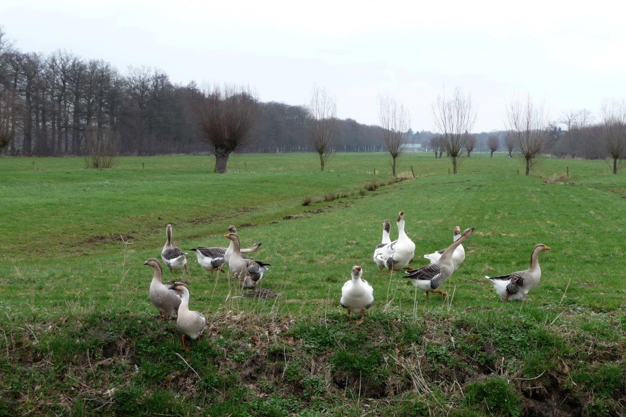 Familie gans 3