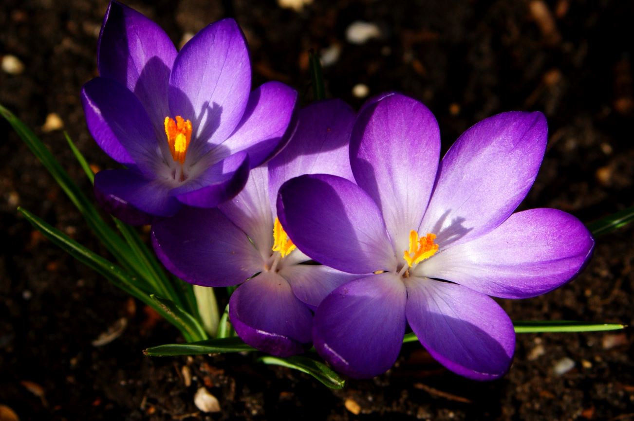 paarse krokussen
