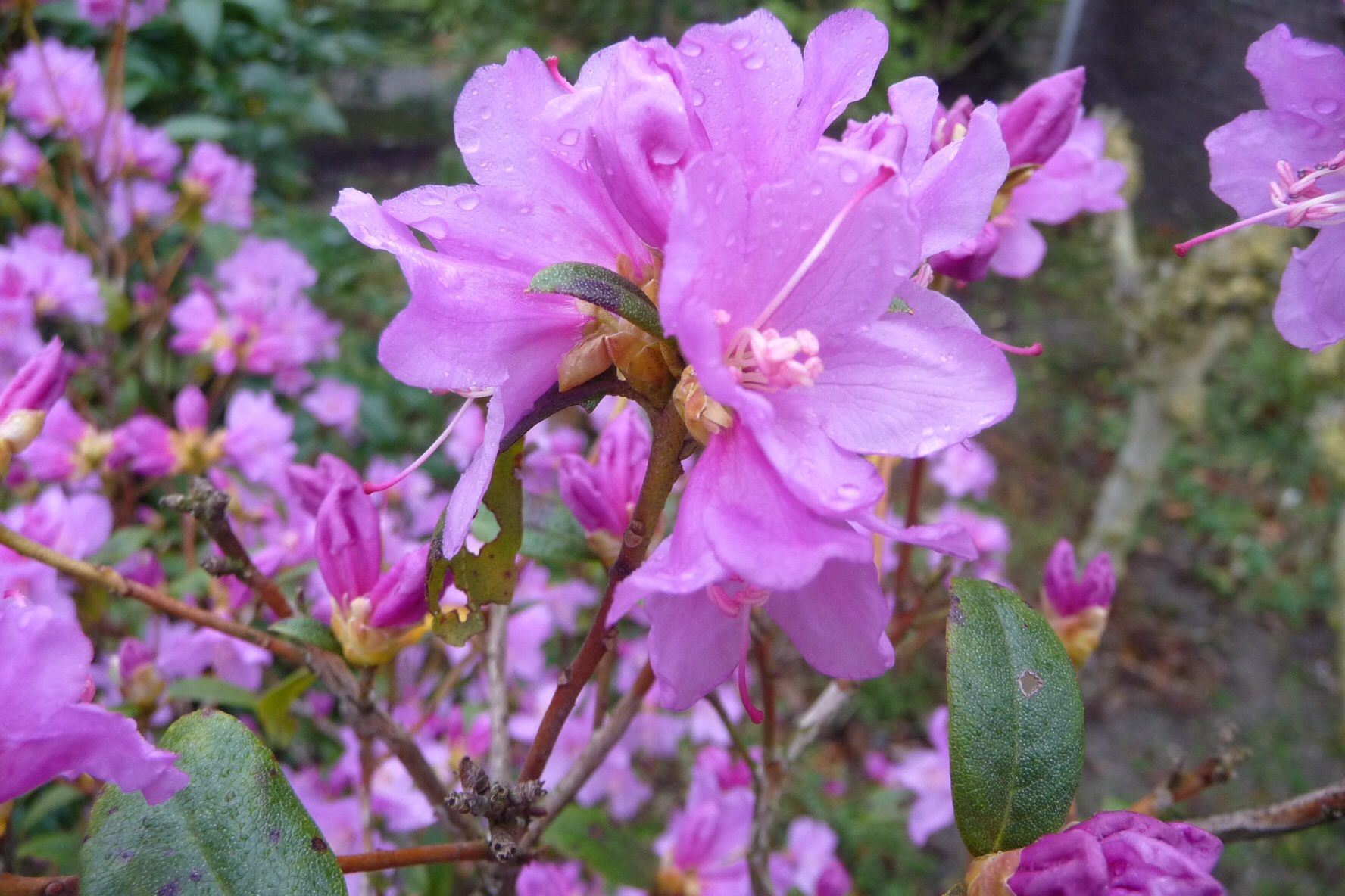 Azalea 2