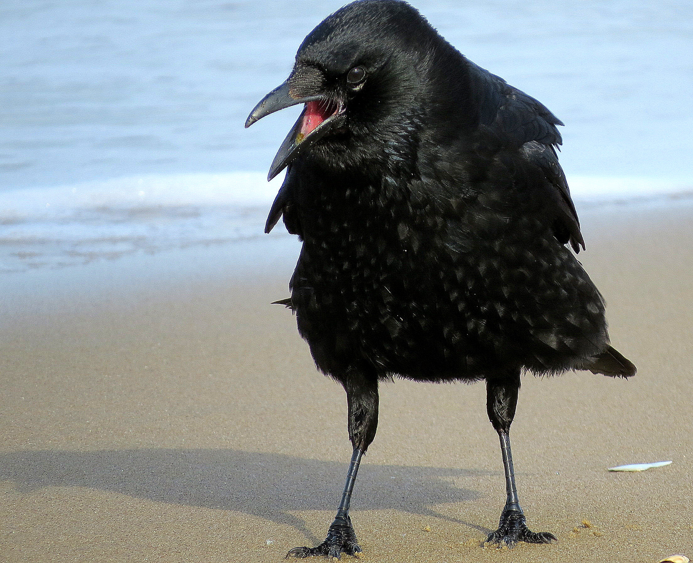 Grote mond, klein hartje