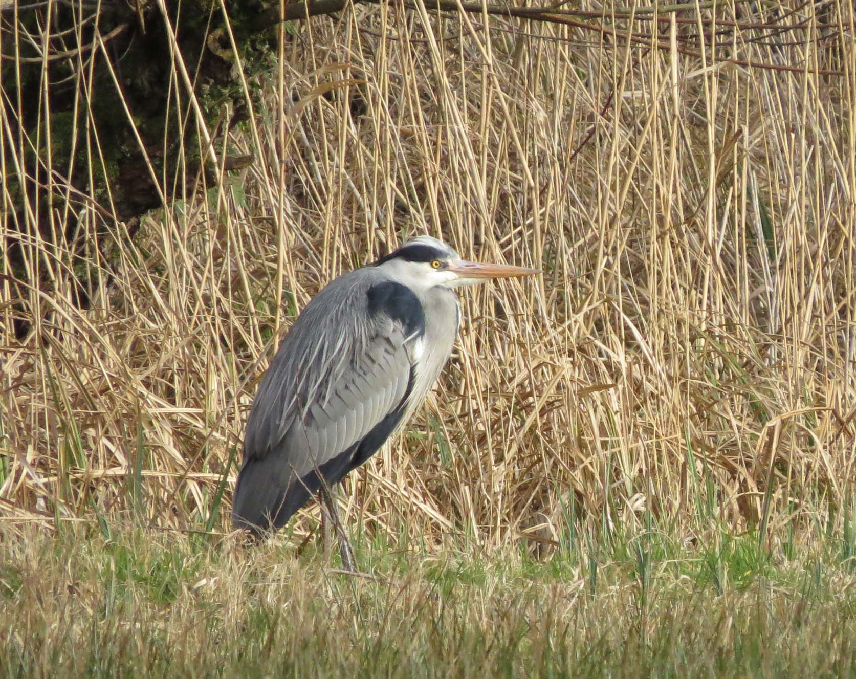Blauwe reiger