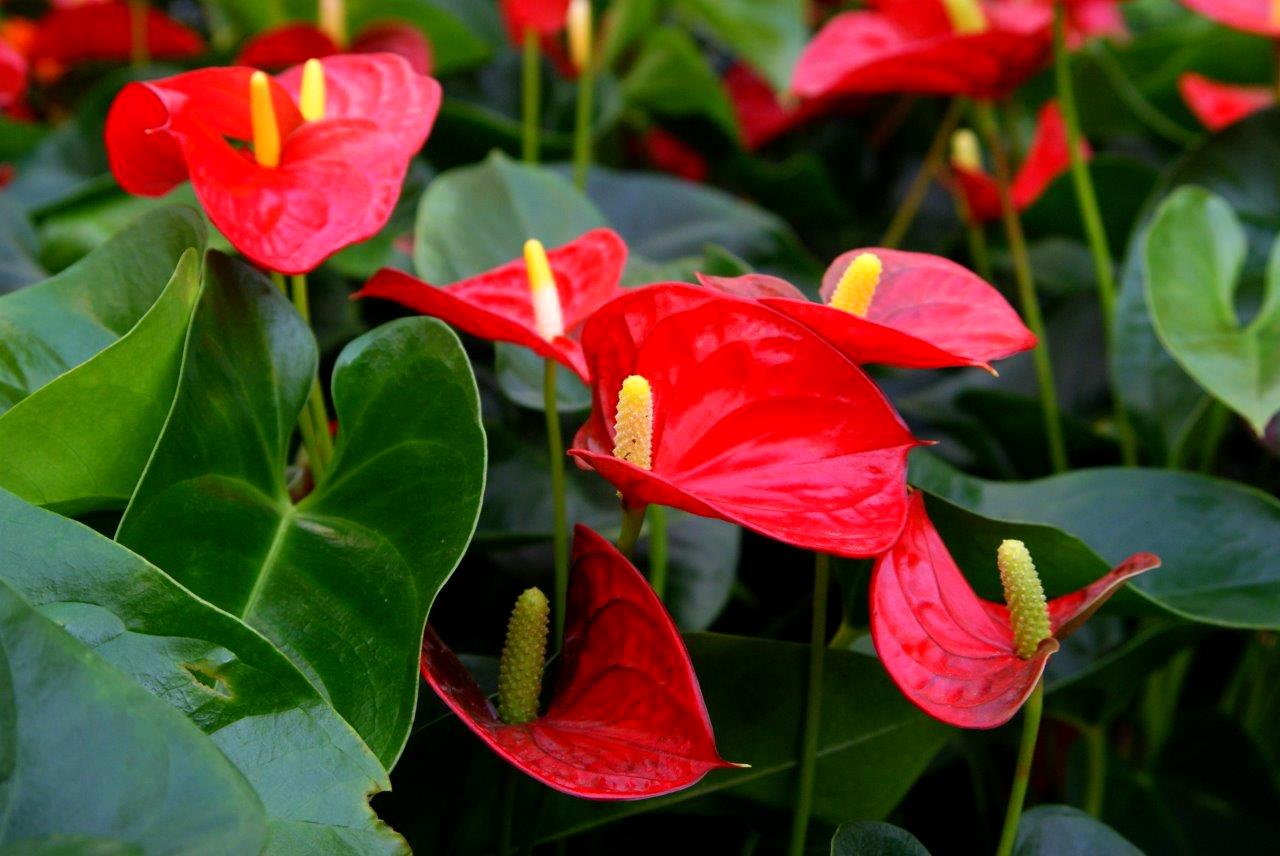 anthuriums